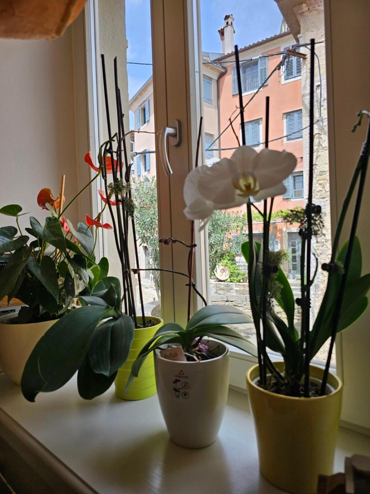 Guesthouse Villa Marija Motovun Luaran gambar